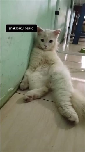 kucing ini slalu memelas menuggu makanan #kucing #kucinglucu #kucingpersia