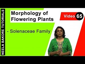 Morphology of Flowering Plants | NEET | Solenaceae Family | Neela Bakore Tutorials