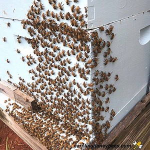 Bees Washboarding: Why are They Doing That?- Carolina Honeybees