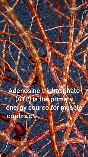 "ATP: The Essential Energy Source for Muscle Contraction"