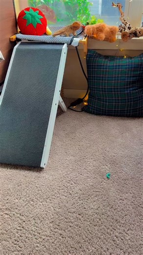 Sammy love hornwormi salami | Valerie Musser