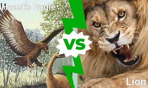 Epic Battles: The Largest Eagle Ever vs. A Lion