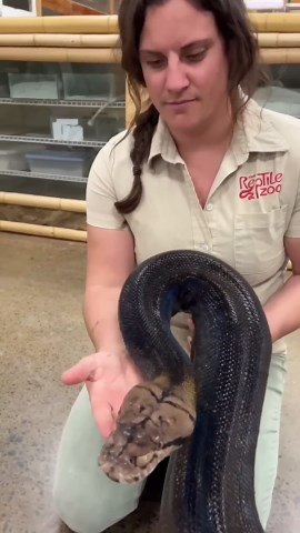 Coming face to face with a giant python capable of overpowering her