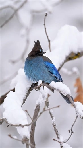 Steller’s Jay in Yosemite National Park 💙