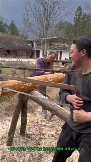 시골 풍경! 네 명이 함께 큰톱으로 나무 자르는 모습