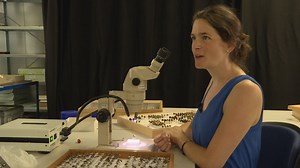 En partenariat avec canal9, les Musées cantonaux du Valais / Walliser Kantonsmuseen lancent une série de quatre reportages autour de rencontres. Dans le premier épisode, c'est la biologiste Sonja Gerber qui nous sert de guide. Elle nous emmène dans les réserves pour nous parler avec passion de son métier et des enjeux de son travail. | Canal9