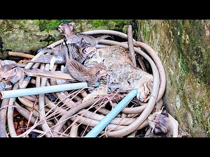 Heartwarming Rescue: Sick Mother Cat and Kittens Saved From Abandoned Building | LTT Animal - Rescue