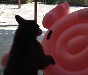 3.6M views · 4.8K reactions | this gets funnier and funnier 藍 | Lights Camera Action | Facebook