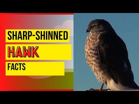 sharp-shinned hawk facts