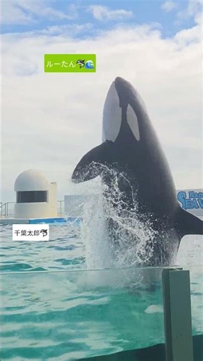 10/12 ルーたんのベリービートで撃沈🫍🌊 #鴨川シーワールド #シャチ #orca #水族館 #シャチパフォーマンス
