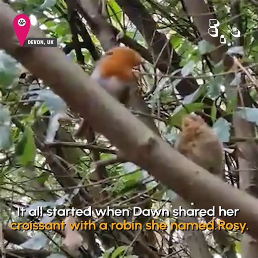 She made a whole family of robin friends to hang out with! 🐦❤️ | The Pet Collective