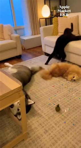 They Dramatically Fainted After a Confetti Explosion 😂🎉🐾 #funnyanimals #petvideos #viralvideochallenge #ConfettiPrank #PetPranks #manuthecat #jonasthehusky #MoniqueeThePom This video is created for entertainment only. The confetti toy is harmless and safe. No animals were harmed, stressed, or put in danger. All reactions are playful and supervised. Everyone involved is safe and well. | Apple Market EKB