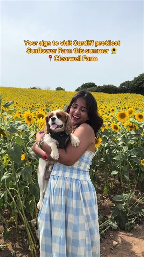 Clearwell Farm Sunflower Festival: Things to Do in Cardiff This Summer
