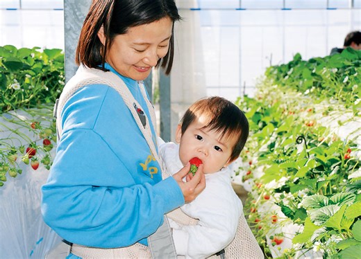 【動画】関東最大級のイチゴ狩りファームが開園　埼玉・越谷　埼玉オリジナル品種のあまりんなど10種6万4千株　45分間食べ放題の予約制｜埼玉新聞｜埼玉の最新ニュース・スポーツ・地域の話題