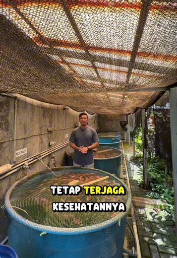 Inilah keunggulan Sistem RAS (Recirculating Aquaculture System) — menjaga kualitas air budidaya tetap bersih, stabil, dan sehat untuk ikan. Dengan air yang selalu terjaga, pertumbuhan ikan lebih optimal, risiko penyakit menurun, dan hasil panen pun meningkat. 🌿 Bersih. Modern. Efisien. Sudah saatnya budidaya ikan naik level dengan teknologi yang tepat! 🚀 #SistemRAS #BudidayaIkanModern #AirJernihIkanSehat #Akuakultur #BudidayaIkanNila