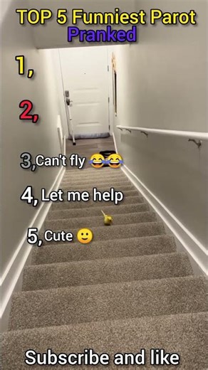 Funniest Parot moments ranked 😂