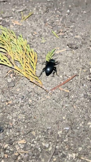 Eleodes scabricula 092822