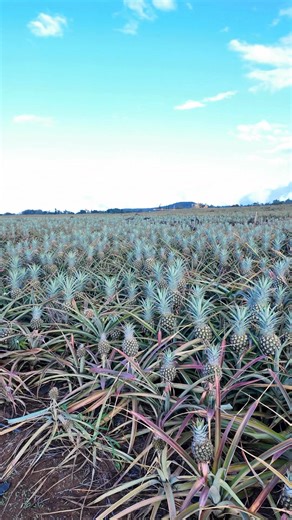 Escape the tourist traps and get a taste of the real Maui. 🌱 Visit the island’s last working pineapple farm 🍍 Learn how Maui Golds are grown and harvested 🥘 Enjoy a chef-crafted dinner at the iconic Hali‘imaile General Store 🎁 Take home a juicy Maui Gold pineapple—packed for travel! Fun, educational & delicious. 🎟️ Limited spots. Book your Farm & Feast Tour now. | Maui Pineapple Tour