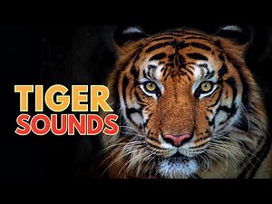 Tiger Sounds | Roar and Growl | Learn The Sound A Tiger Makes