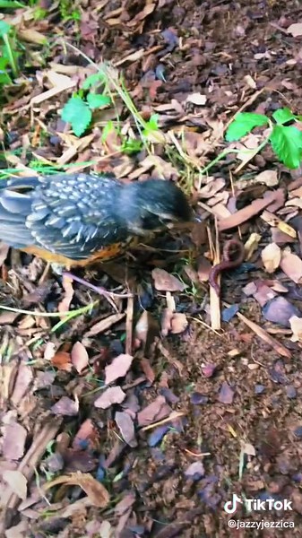 Fluffy Ruffles #robin #bird #wildlife #worms #feeding #babyanimals #cute #funny #love