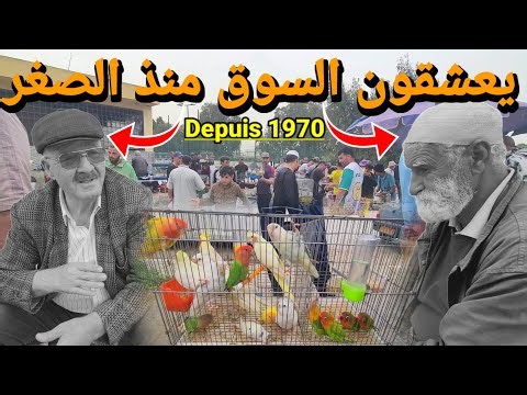 🔴 المهم بسوق الحراش للطيور بومعطي جيب معاك شوية صرف و أرواح شري كناري !؟ سوق الطيور اليوم #اكسبلور 