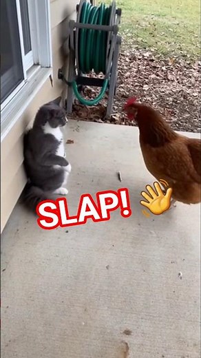Cat vs Chicken – Funny Cat Slaps Chicken on the Porch 🐱🐔