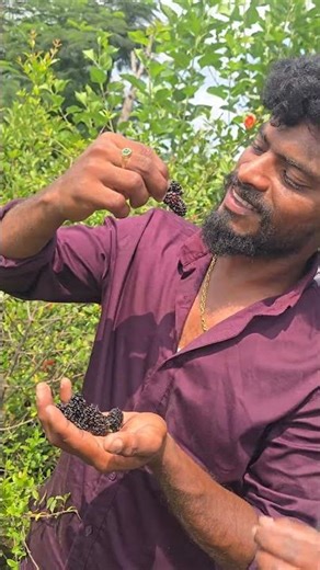 ఈ చిన్న మలబెర్రీ చెట్టు ఎన్ని కాయలుకాసుందో చూడండి🍇 || మా చెట్టు మాత్రం ఒక్క పిందకూడ వెయ్యలేదు😮