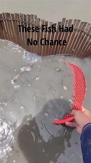 Sieve Fishing in a Stream.