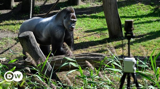 AI zoo project protects gorillas