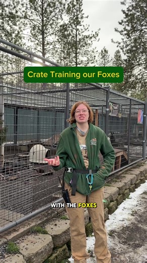 Immersive Fox Training Student Program Overview