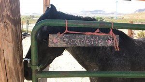 Growing sanctuary helps abused, abandoned horses