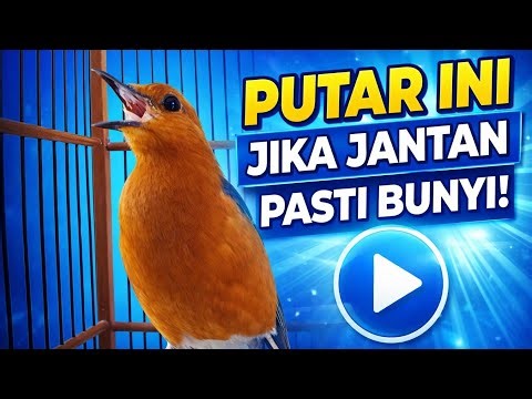 Anis merah jantan akan langsung bunyi dengar suara pancingan burung anis merah ini