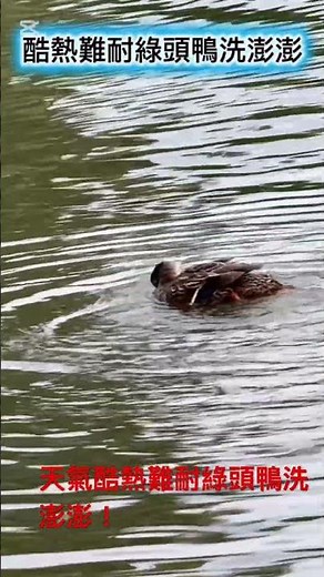 天氣酷熱難耐綠頭鴨洗澎澎！ #生態 #自然 #綠頭鴨 #青年公園