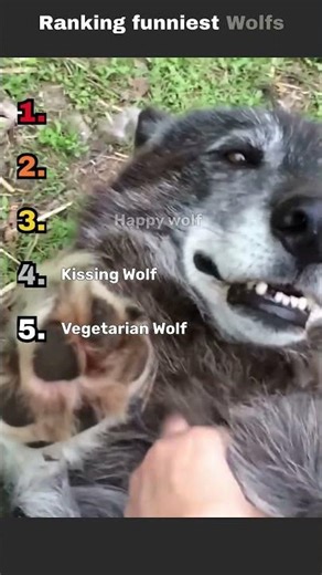 Funniest wolfs on the internet #shorts