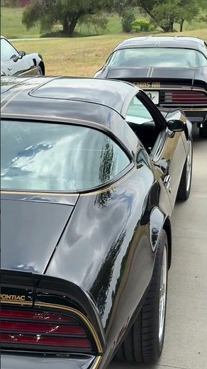 Black & Gold Trans Ams