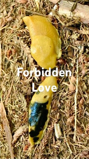 Banana Slugs: Love at First Sight! #bananaslug #redwoodforest #shorts #funnyanimals