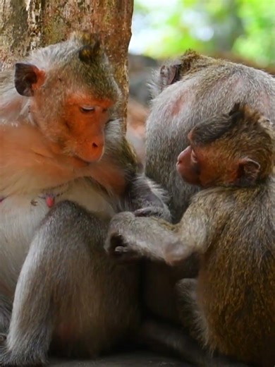 Gorgeous a movement monkey