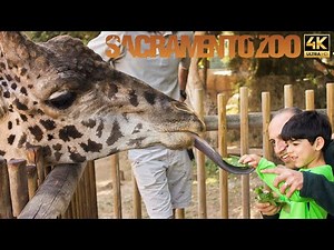 [4K] Sacramento Zoo 2023 Walking Tour | California