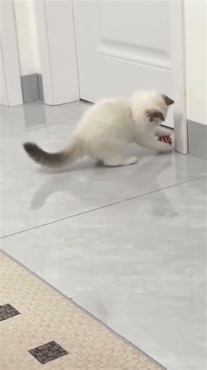 🐾 Grumpy Cats Rule the World 😼😂