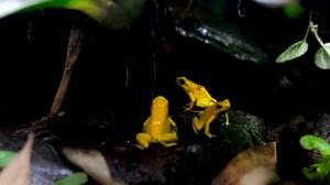 golden poison frog phyllobates terribills Golden poison frog in their natural habitat