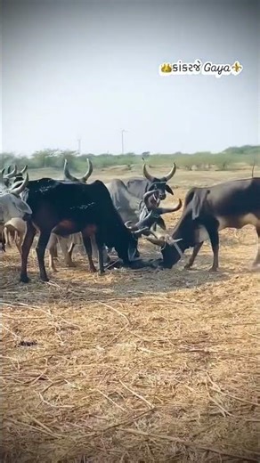 kankarej cow training to attack | Big kankarej cow herd aggressive to run forest#short#viral#cow#gay