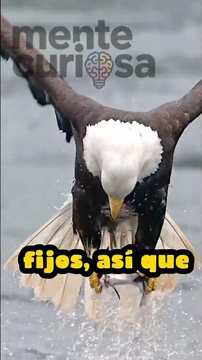 😱 ¿Sabías que las águilas no pueden mover los ojos? 🦅 El secreto de su visión perfecta #sabiasque