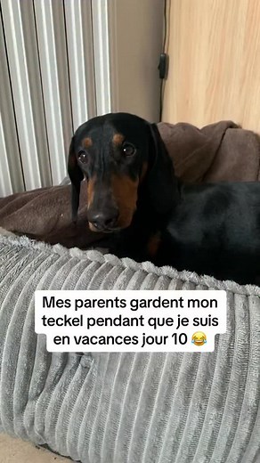 Vous pensez qu’ils vont tenir combien de temps ? 😂 CD : @edmond_teckel — Pour ceux souhaitant adopter un teckel, nous avons conçu un guide complet sur la race ⤵️ - Préparation à l’adoption - Recommandation d’élevages - Accueil à la maison, éducation Et d’autres chapitres pour vous aider à réussir votre adoption sans stress ! 👉 Disponible en cliquant sur le lien en bio ou sur www.teckeltrotteur.com #teckel #teckeltrotteur #teckelofinstagram #teckelpuppy #teckellove #chiensaucisse | Teckel Trott