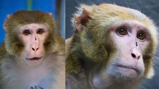 Last escaped monkey that survived truck crash now living at animal refuge