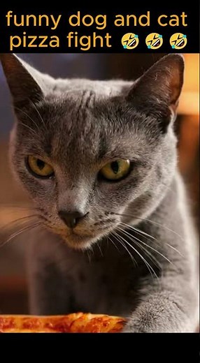 Epic Fight Over Pizza 🍕😂 | Dog vs Cat Goes Crazy! 🐶🐱