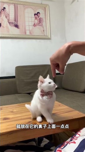 Cat Training Tutorial - Sit#Cat training expert#Cat password#The cat sits down