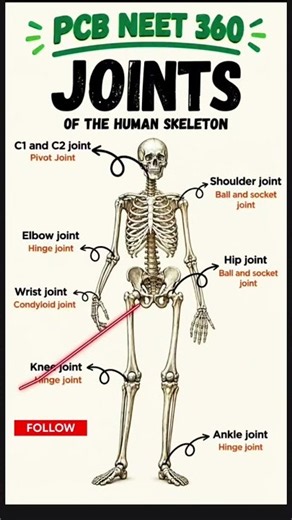 Types of Joints in Human Body 🦴 |Ball & Socket, Hinge,Pivot #skeletal #jointstypes #shorts #science