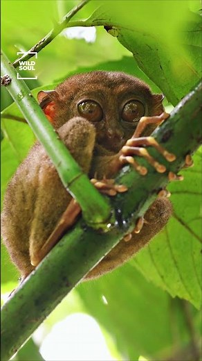 Adorable Tarsier 👀🌿 | Rare Tiny Primate in the Wild
