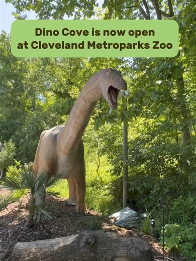 Dinosaurs have taken over the Zoo! Explore a collection of more than 25 animatronic dinosaurs including a 65-foot-long Brachiosaurus, 40-foot-long Tyrannosaurus Rex, and much more. Discounted admission to Dino Cove is $3 for members and Pride donors. | Cleveland Zoological Society