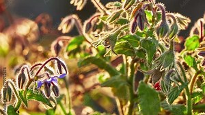 Borage, starflower, is annual herb in flowering plant family Boraginaceae. It is native to Mediterranean region, and has naturalized in many other locales.